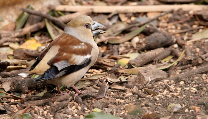 Hawfinch