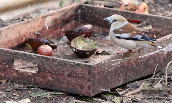 Hawfinch