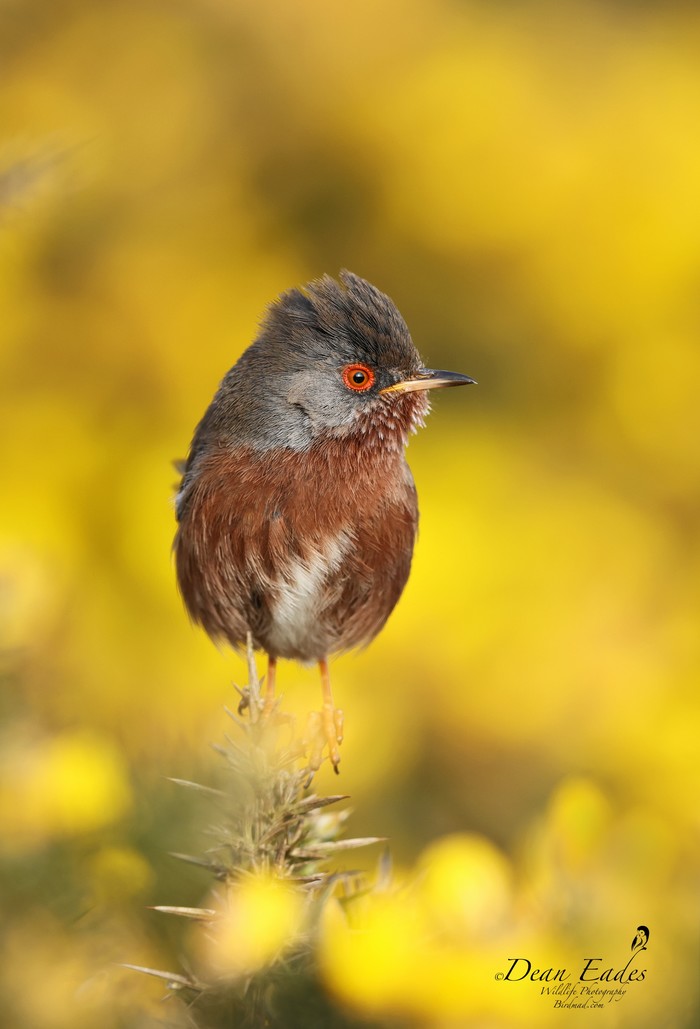 Dartford Warbler