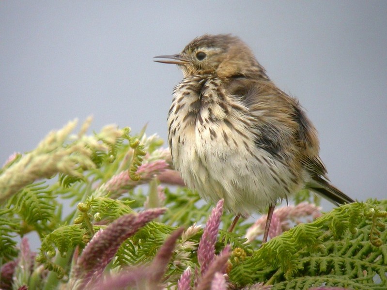 Meadow Pipit