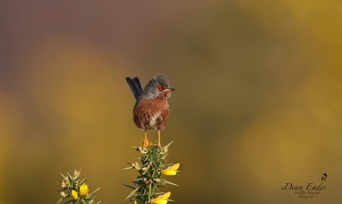 Dartford Warbler