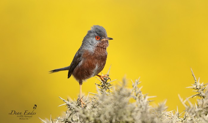 Dartford Warbler