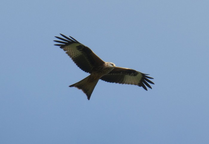 Red Kite