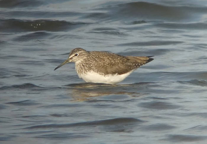 Green Sandpiper