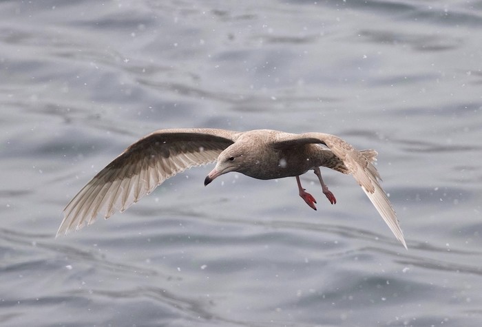 Glaucous Gull