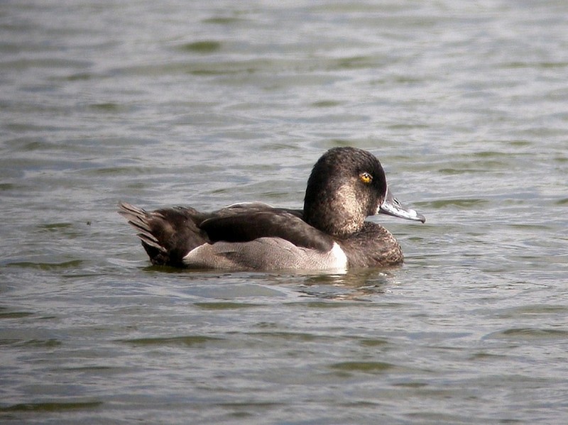 Ring-necked Duck