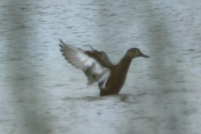 Blue-winged Teal