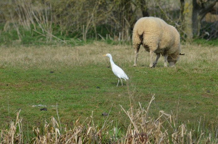 Cattle Egret
