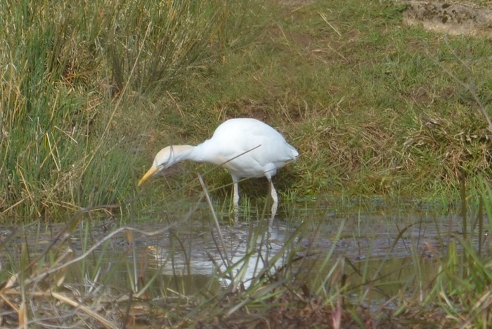 Cattle Egret