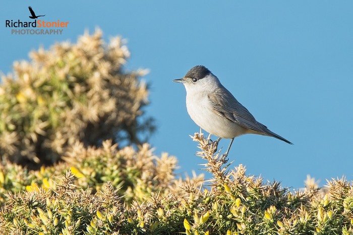 Blackcap