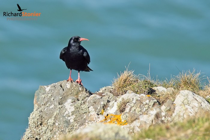 Chough