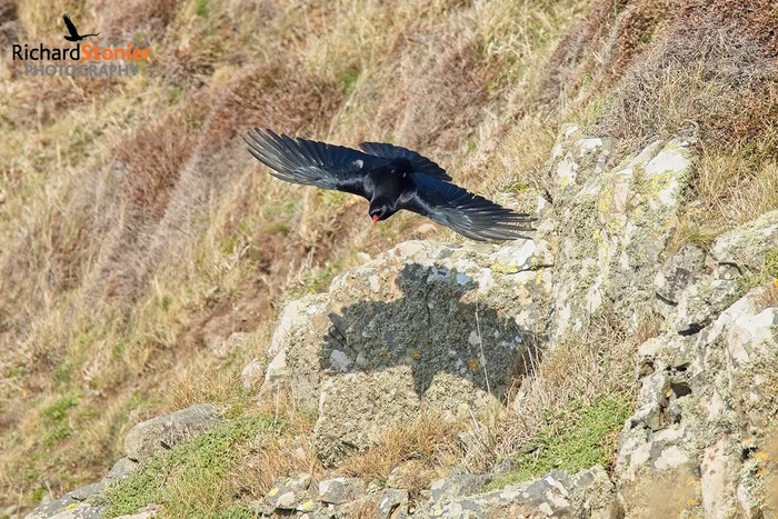 Chough