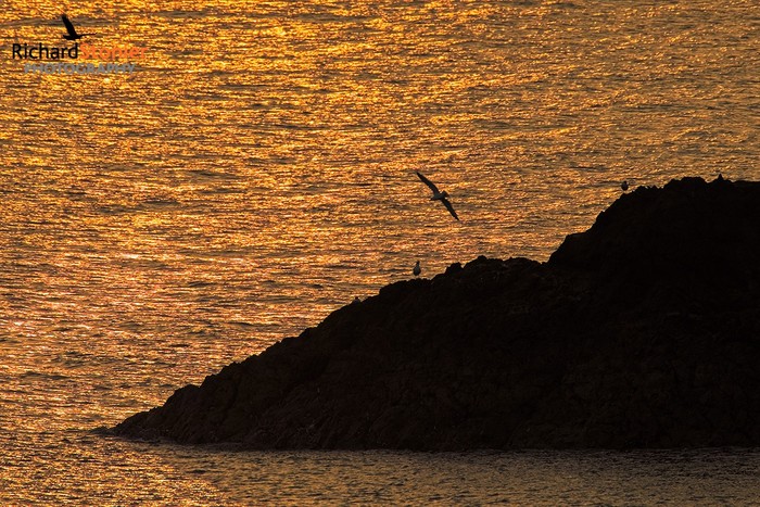 Herring Gull