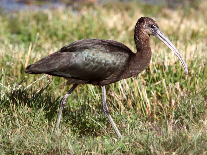 Glossy Ibis
