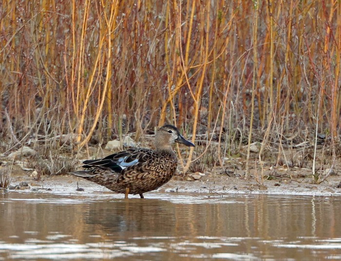 Cinnamon Teal