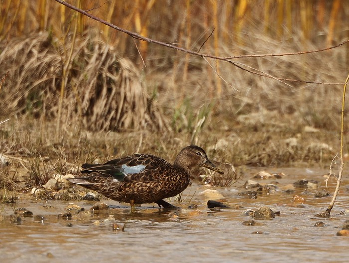 Cinnamon Teal