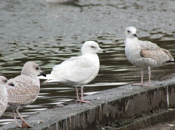 Iceland Gull