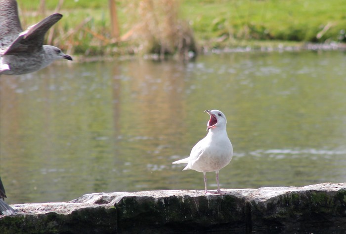 Iceland Gull