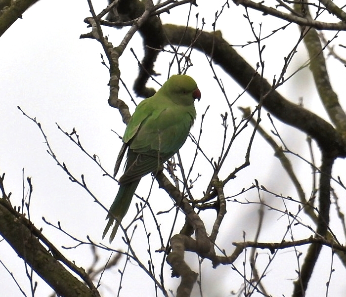 Ring-necked Parakeet