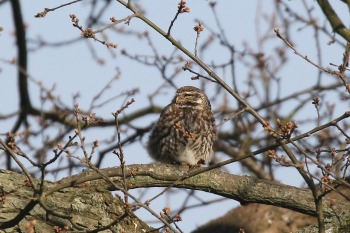 Little Owl