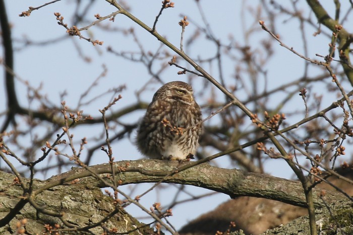 Little Owl