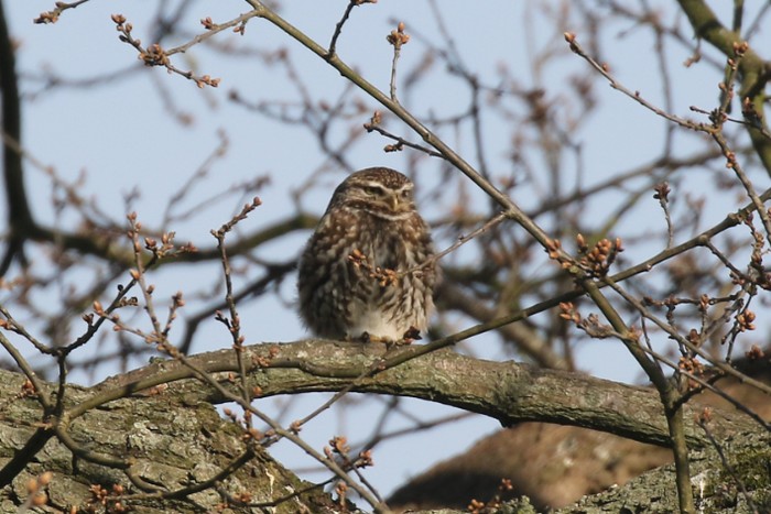 Little Owl