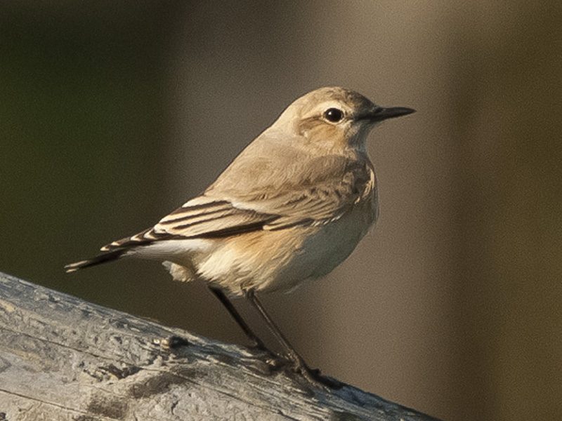 Isabelline Wheatear