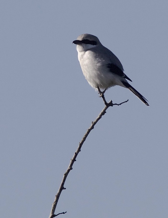 Great Grey Shrike