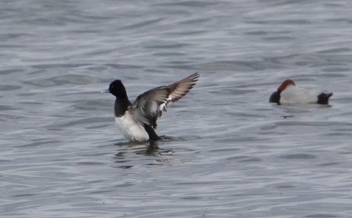 Lesser Scaup