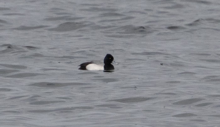 Lesser Scaup