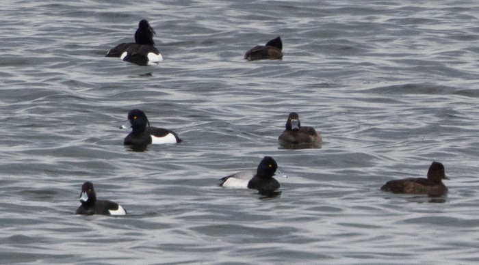 Lesser Scaup
