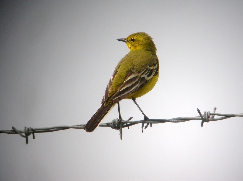 Yellow Wagtail