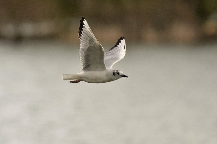 Bonaparte's Gull