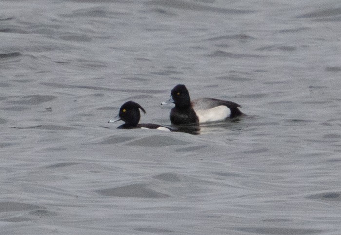 Lesser Scaup