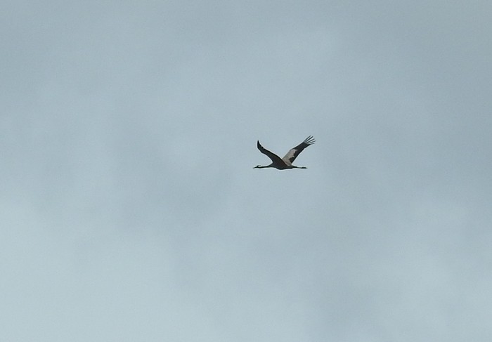 Common Crane