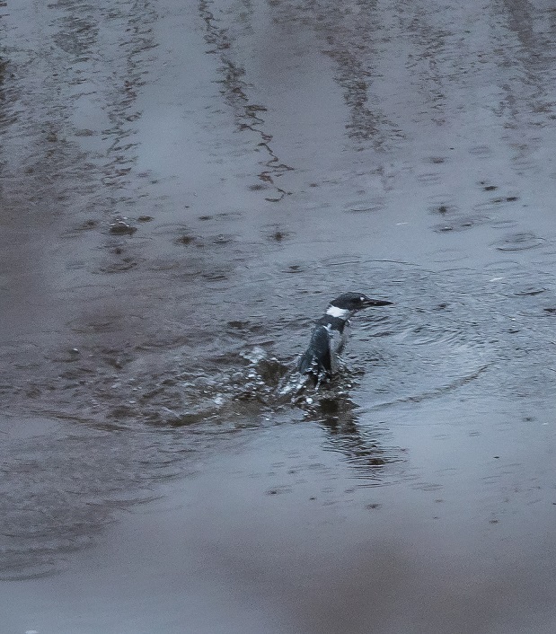 Belted Kingfisher