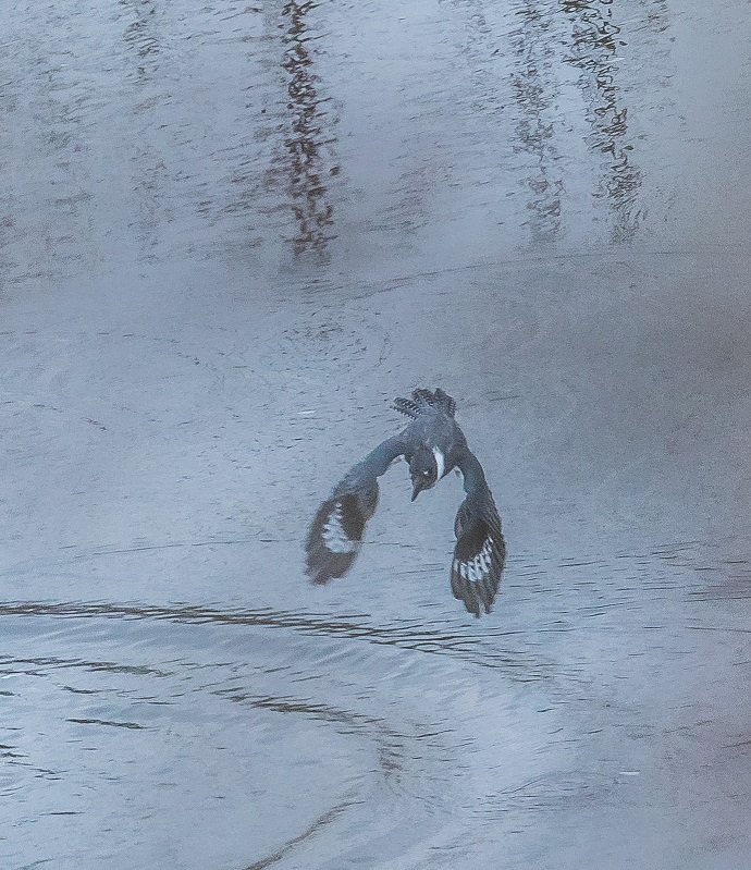 Belted Kingfisher