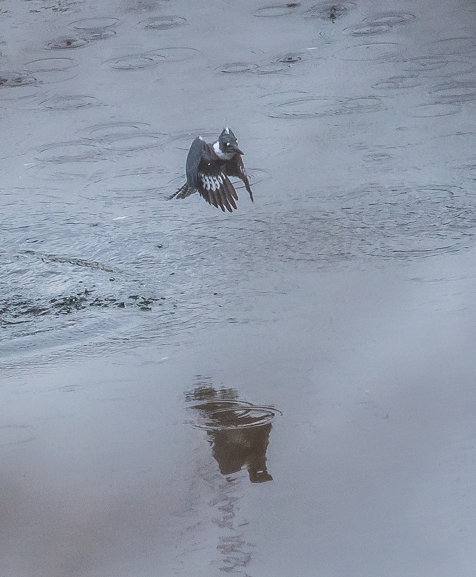 Belted Kingfisher