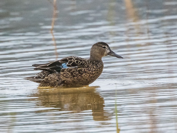 Cinnamon Teal