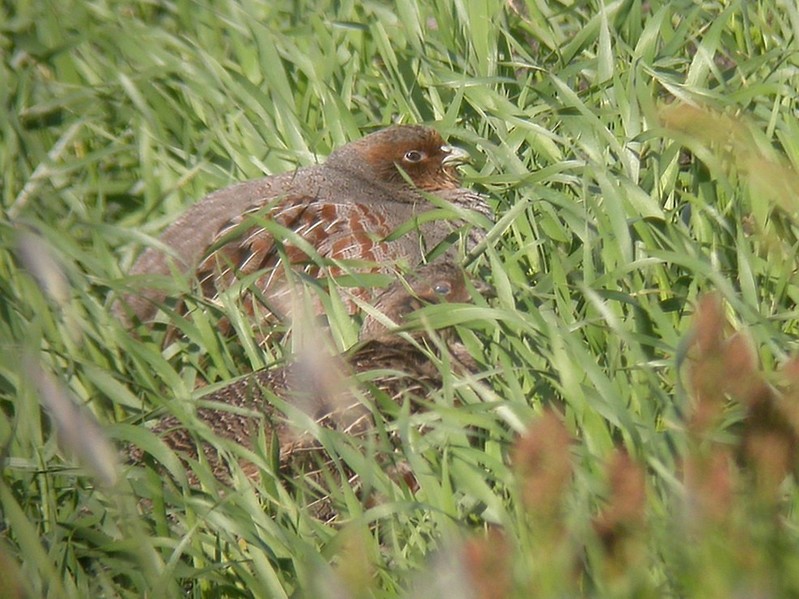 Grey Partridge