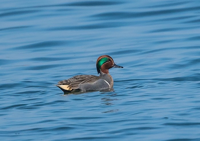 Green-winged Teal