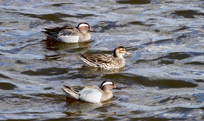 Garganey