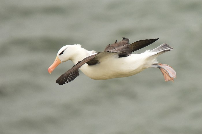 Black-browed Albatross