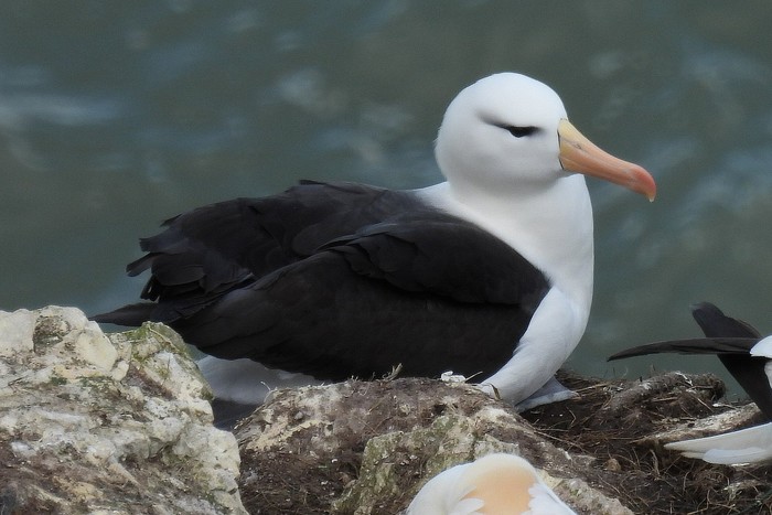 Black-browed Albatross