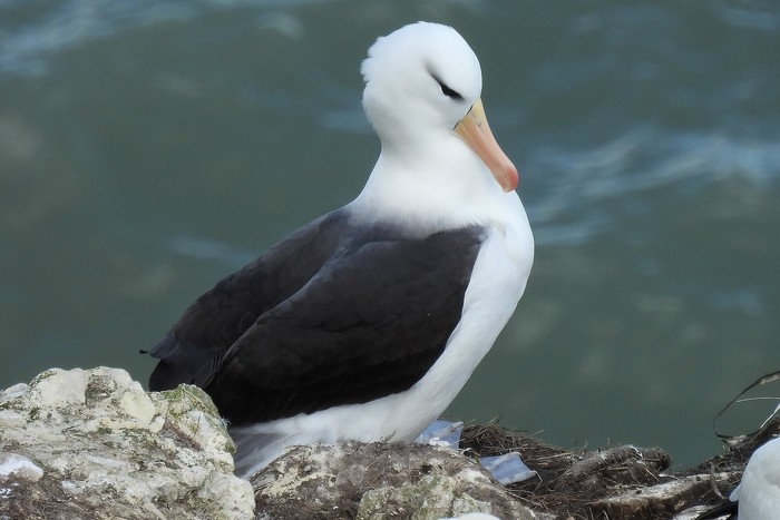Black-browed Albatross