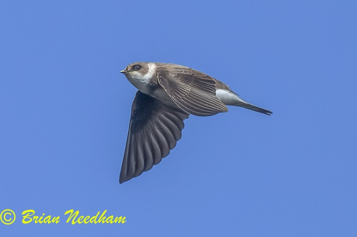 Sand Martin