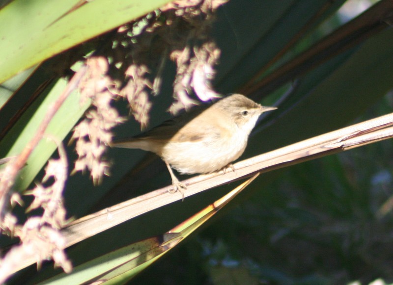 Paddyfield Warbler
