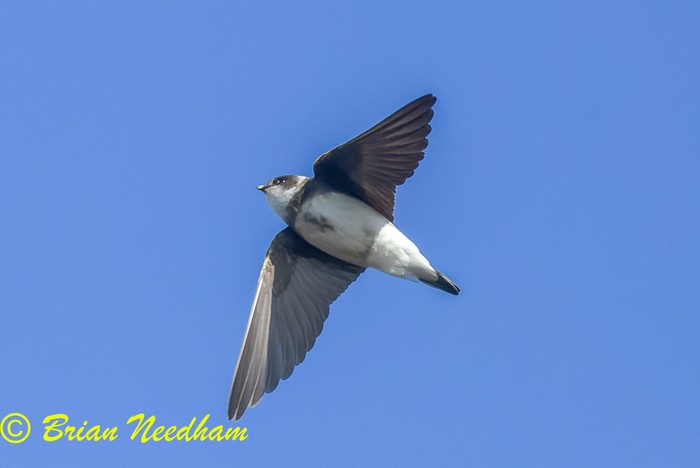 Sand Martin