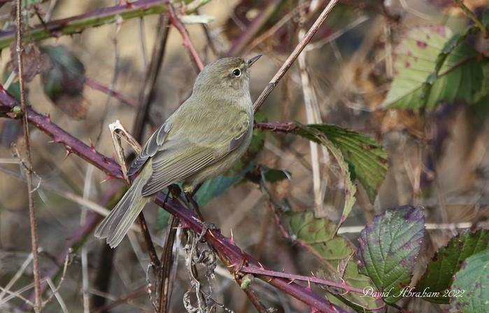 Chiffchaff 