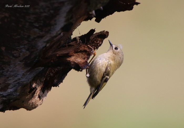 Goldcrest 
